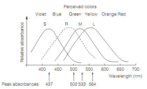 671_Cone cells.png